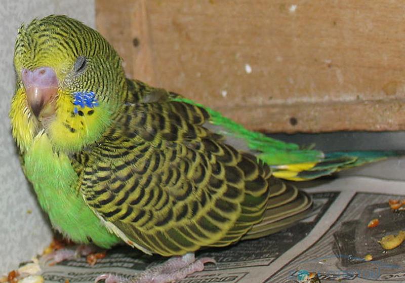 Болезни волнистых попугаев и их симптомы