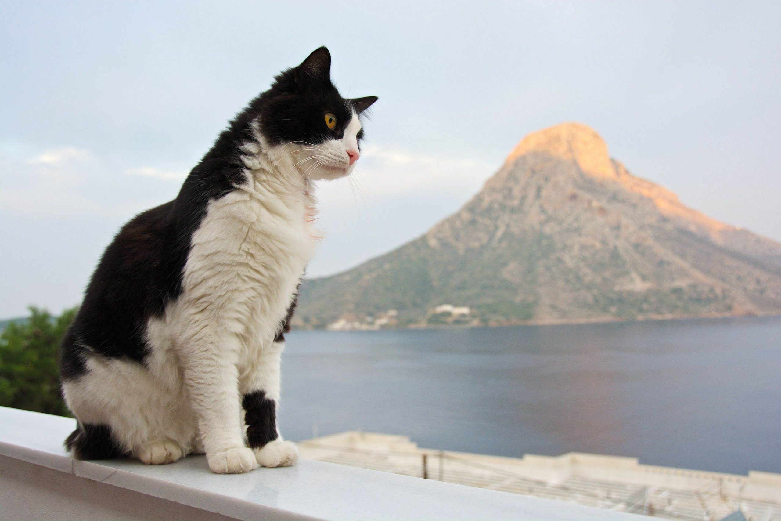 Эгейская кошка: 5 интересных фактов о породе
