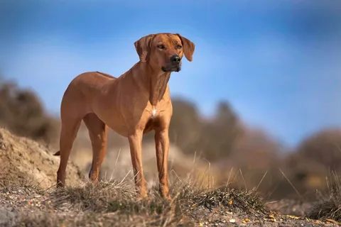 Родезийский риджбек: 5 советов правильного выбора щенка