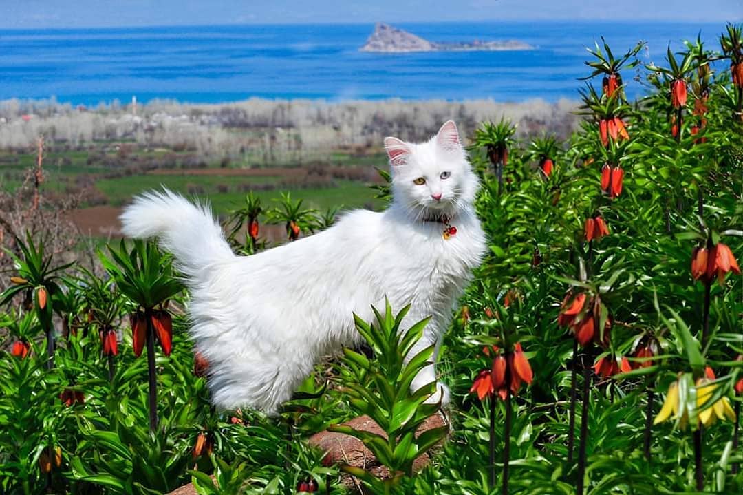 Ван: 5 советов по питанию турецкой кошки
